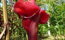 Lankester Botanical Garden, Costa Rica