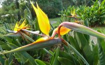 Lankester Botanical Garden, Costa Rica