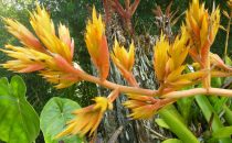 Lankester Botanical Garden, Costa Rica