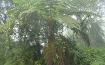 Cloud Forest, Tapanti National Park, Costa Rica