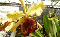 Orchid in the Lankaster Botanical Garden, Costa Rica