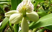Orchid in the Lankaster Botanical Garden, Costa Rica