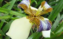 Orchid in the Lankaster Botanical Garden, Costa Rica