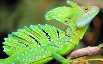 green lizard, Boca Tapada © Maquenque Lodge