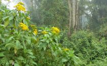 Cloud Forest, Tapanti National Park