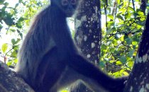 Geoffroy's spider monkey, Lamanai, Belize