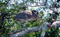Boat-billed Heron, New River, Belize
