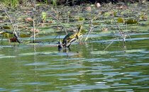 Turtle on the New River, Belize