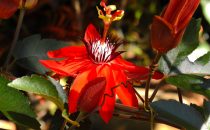 Monteverde Reserve, flower, Costa Rica