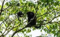Monteverde Reserve, howler monkeys, Costa Rica