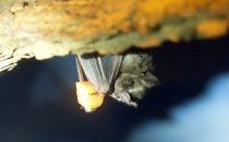 Santa Elena Reserve, bat, Costa Rica