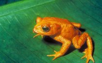 Monteverde Reserve, golden toad (extinct), Costa Rica