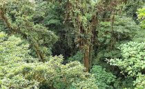 Monteverde cloud forest, Costa Rica