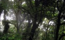 Monteverde cloud forest, Costa Rica