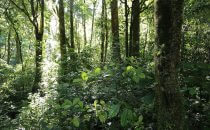 Monteverde cloud forest, Costa Rica