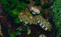 Santa Elena Reserve, Viper, Costa Rica