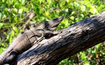 Isla Holbox – Leguan, Yucatán, Mexiko