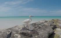 Isla Holbox – Reiher, Yucatán, Mexiko