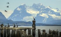 Kormorane, Puerto Natales, Patagonien, Chile