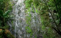 La Tigra National Park near Tegucigalpa, Honduras