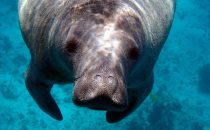 Manatee, Caye Caulker, Belize, Photo by Maegan Luckiesh on Unsplash