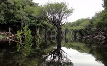 Anavilhanas Nationalpark, Amazonas, Brasilien