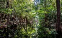 Anavilhanas Nationalpark, Amazonas, Brasilien
