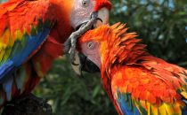 hellrote Aras, Anavilhanas Nationalpark, Amazonas, Brasilien