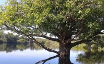 Anavilhanas Nationalpark, Amazonas, Brasilien