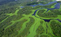 Anavilhanas National Park, Amazonas, Brazil