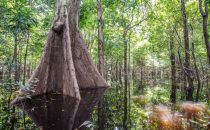 Anavilhanas Archipel am Rio Negro nahe Manaus, Brasilien