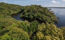 Anavilhanas Archipel am Rio Negro nahe Manaus, Brasilien
