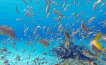 Diving, Baia do Sancho - Fernando de Noronha, Brazil