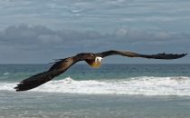frigate bird - Fernando de Noronha, Brazil
