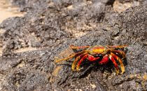 Crab on the beach - Fernando de Noronha, Brazil
