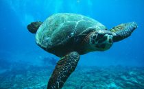 Sea turtle - Fernando de Noronha, Brazil