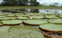 Amazonas-Riesenseerosen am gegenüberliegenden Ufer von Manaus, Brasilien