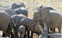 Elephants, Etosha National Park, Namibia