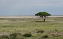 Etosha National Park, Namibia