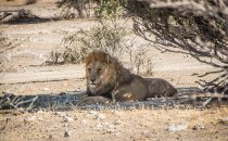 Lion, Etosha National Park, Namibia