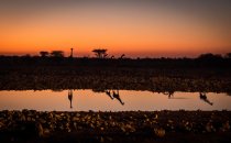 Etosha National Park, Namibia