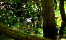 Caiman, Manuel Antonio National Park, Costa Rica