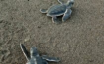 Green Turtle Hatchlings, Tortuguero National Park, Costa Rica