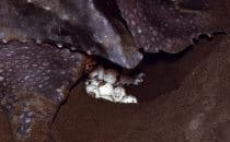 Leatherback Sea Turtle covering its eggs, Tortuguero National Park, Costa Rica