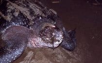 Leatherback Sea Turtle, Tortuguero National Park, Costa Rica