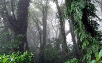 Nebelwald am Vulkan Maderas, Isla Ometepe, Nicaragua