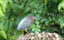 Green Heron, Tortuguero National Park, Costa Rica