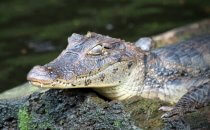 Caiman, Tortuguero National Park, Costa Rica