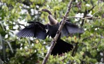 Kormoran, Tortuguero National Park, Costa Rica