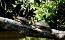 Turtles, Tortuguero National Park, Costa Rica